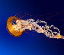 Jellyfish