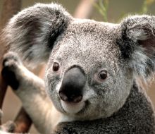 Koala